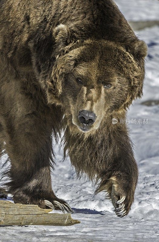 灰熊(Ursus arctos horribilis)，也被称为银头熊，灰熊，或北美棕熊，是棕熊(Ursus arctos)的一个亚种。在冬天的时候。